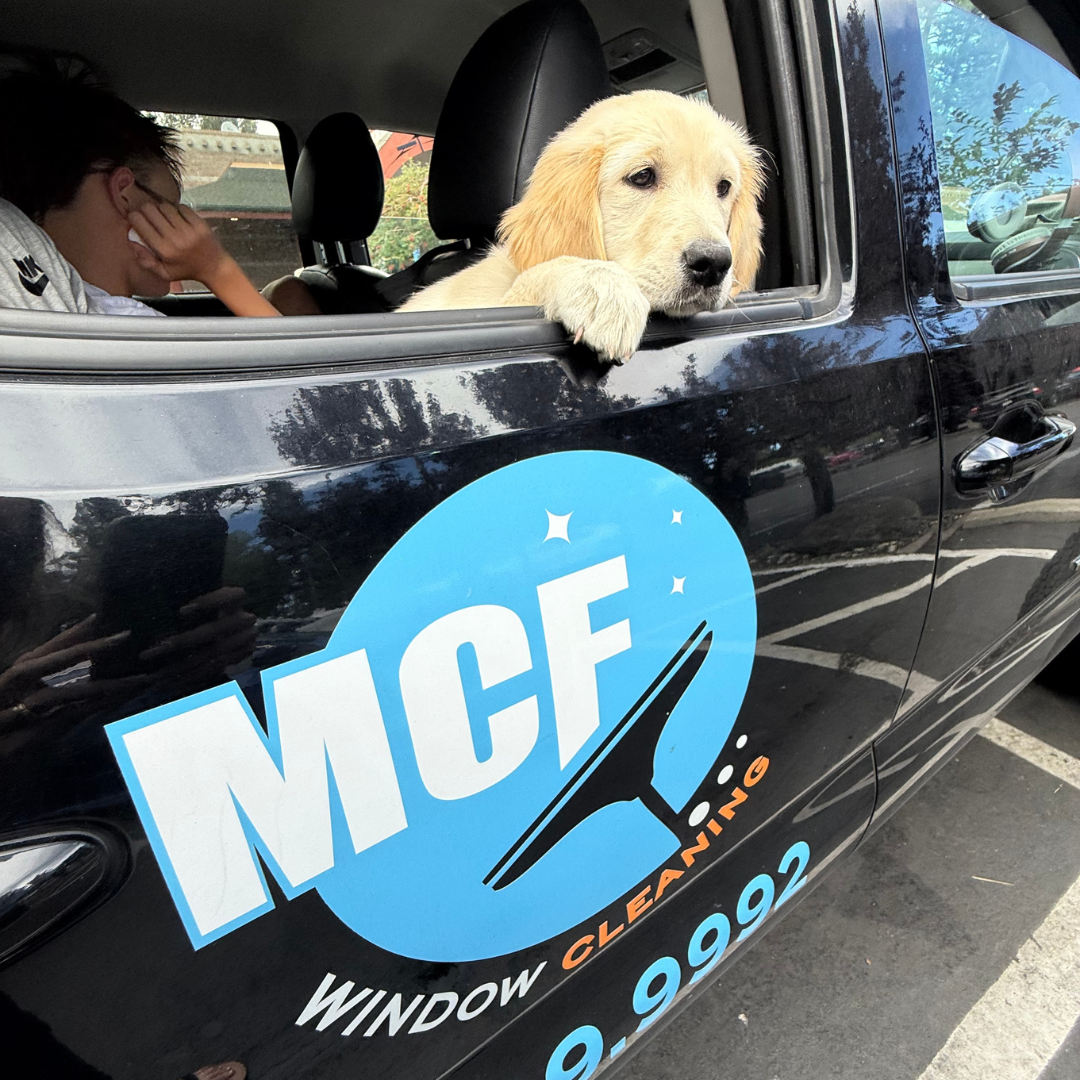 Golden retriever puppy looking out the window of a vehicle displaying the MCF Window Cleaning logo.