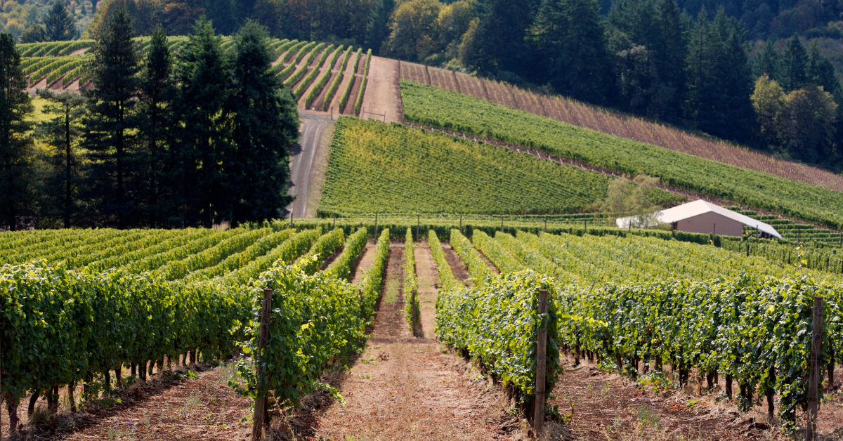 Rolling hills and vineyard rows in Oregon wine country.
